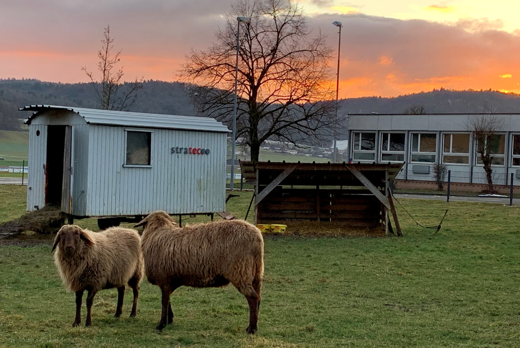 Two sheeps in front of a STRATEC henhouse with the sunset in the background in Switzerland